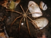 sea-spiderlg