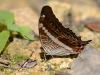 adelpha_gelania_2117