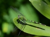 dragonfly_2219