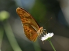 dryas_julia_2303