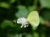 eurema_2244