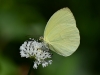 eurema_2249