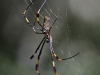 nephila_clavipes_1940