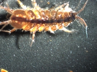 This is a surface individual of the species Asellus aquaticus . . .