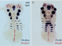 Parhyale Dll