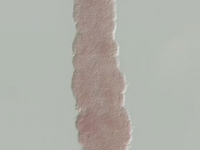 An Oncopeltus embryo at early germband stage stained for caudal. 