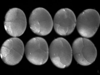P.hawaiensis embryos at the eight-cell stage (~8h of development) . . .