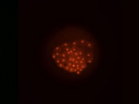 A flattened P.hawaiensis embryo at germ cap stage (~25h of development) . . .