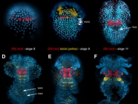 Dfd embryogenesis . . .