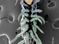 Ventral view of SEM Parhyale ...