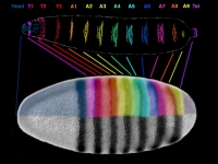 Drosophila Fate Map