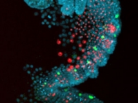 Ph-Eve2 is Expressed in a Subset of the Segmental Mesoderm.