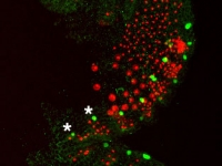 Even-skipped2 protein (green) is expressed in a subset of the segmental mesoderm (red) . . .