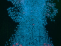 even-skipped ortholog (RNA expression in red, nuclei in blue) in the posterior ectoderm of a developing Parhyale embryo . . .