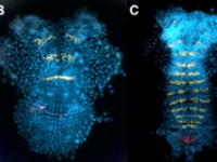 Parhyale Hox gene expression (in red) precedes engrailed-1 expression (in yellow) and the formation of four-row wide parasegments as shown for  . . .