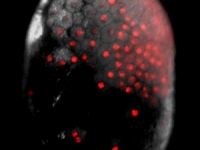 A day old Parhyale embryo that was injected at the 1-cell stage with supercoiled plasmid construct pECE-DsRed-NLS . . .