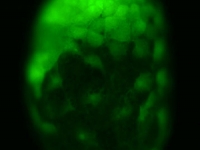 Fluorescent image of a day old Parhyale embryo that was injected at the 1-cell stage with supercoiled plasmid construct pECE-Timer . . .