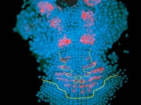 Parhyale odd-paired (opa-1) expression in the germband (anterior is up) ...