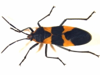 Oncopeltus adult