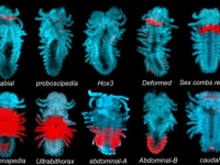 Parhyale Hox gene expression in late stage embryos . . .