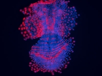 Expression of Phhes-1, an ortholog of the Drosophila hairy/enhancer of split, in Parhyale hawaiiensis . . .