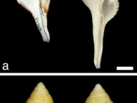 Chirality in snails . . .