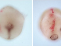 Double in situ hybridization of early trochophore larvae of the snails Lottia gigantea (left) and Biomphalaria glabrata (right).