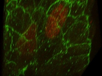Prospero (red) and an antibody recognizing b-catenin (green) . . .