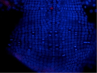 Parhyale embryo stained for Prospero (red) and DNA (blue). 