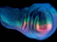 Larval disc of Drosophila melanogaster showing the expression of Engrailed (red), p-SMAD (yellow/green), nuclei (blue).