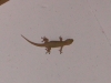 geckolg