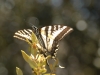 butterflylg