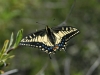 anise-swallowtail1