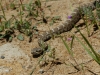 rattle-snake1