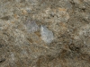 shell-fossil1