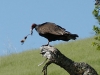 vulture-lg