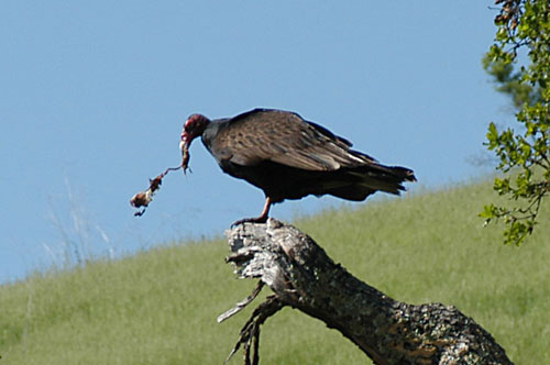 vulture-lg