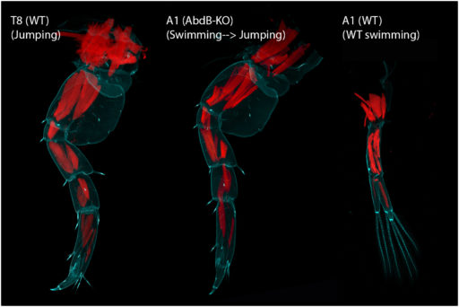 Abd-B KO gives a near complete transformation of the underlying musculature (Cyan = autofluorescence, Red = Phalloidin)