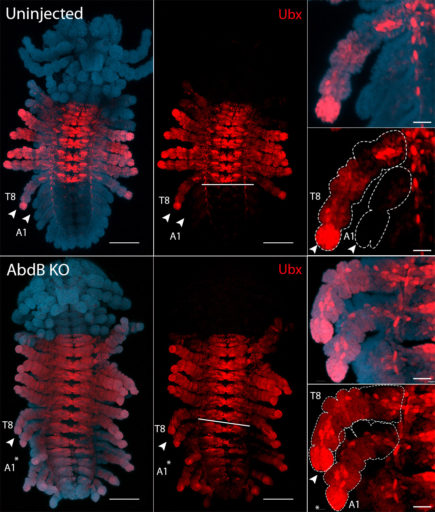 Abd-B represses the expression of Ubx in Parhyale: Abd-B KO (expressed in segments A1-A6, not shown) results in the expression of Ubx (restricted to the thorax in WT) into the abdomen.