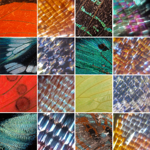 Compilation Wing Scales All