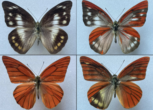 Butterflies in display case.